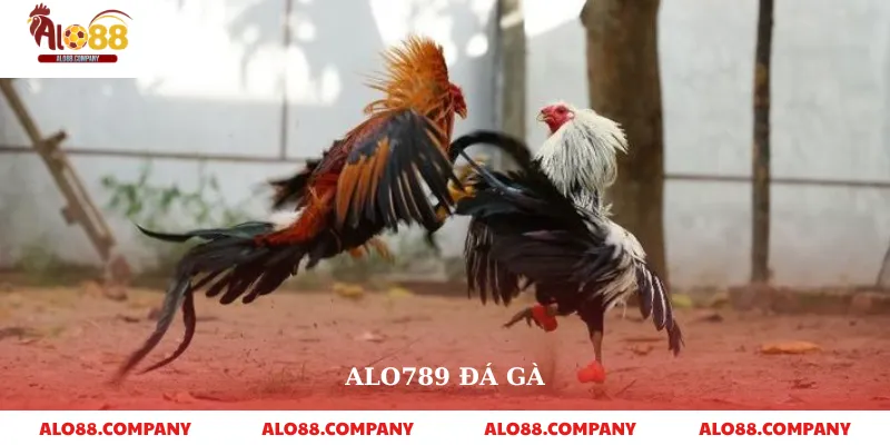 Alo789 Đá Gà – Trải Nghiệm Cá Cược Đỉnh Cao 1 Alo789 Đá Gà
