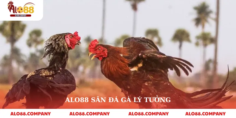 Đá Gà C3 – Trải Nghiệm Sân Chơi Đỉnh Cao Và Hấp Dẫn Trên Alo88 3 Alo88 sân đá gà lý tưởng