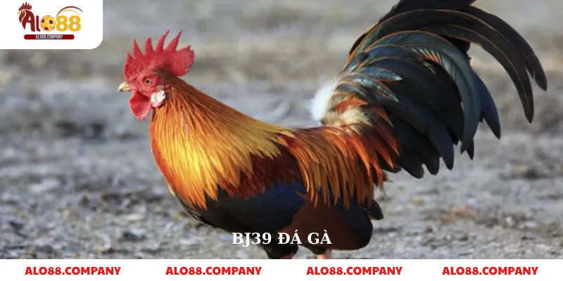 BJ39 Đá Gà – Nền Tảng Cá Cược Trực Tuyến Uy Tín 1 BJ39 Đá Gà