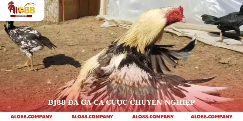 BJ88 Đá Gà – Sân Chơi Cá Cược Trực Tuyến Hấp Dẫn 2 BJ88 đá gà cá cược chuyên nghiệp