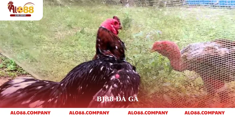 BJ88 Đá Gà – Sân Chơi Cá Cược Trực Tuyến Hấp Dẫn 1 BJ88 Đá Gà