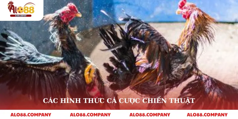 BJ88 Đá Gà – Sân Chơi Cá Cược Trực Tuyến Hấp Dẫn 3 Các hình thức cá cược chiến thuật