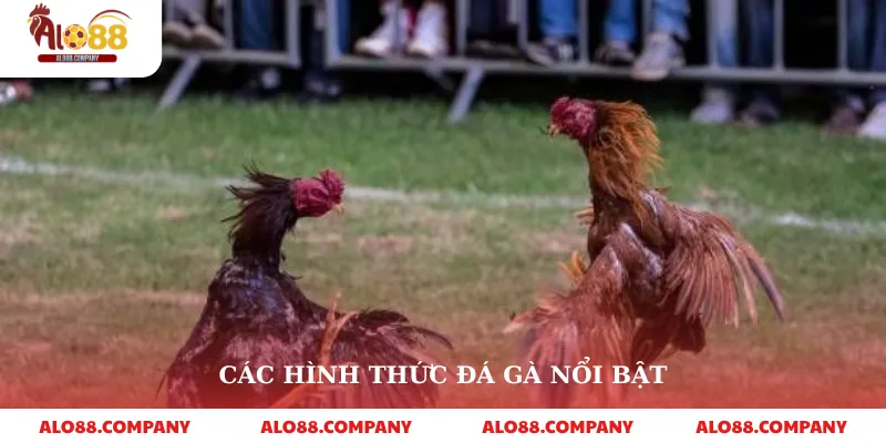Các hình thức đá gà nổi bật