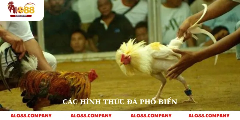 Sv88 Đá Gà – Nền Tảng Cá Cược Trực Tuyến Uy Tín 3 Các hình thức đá phổ biến