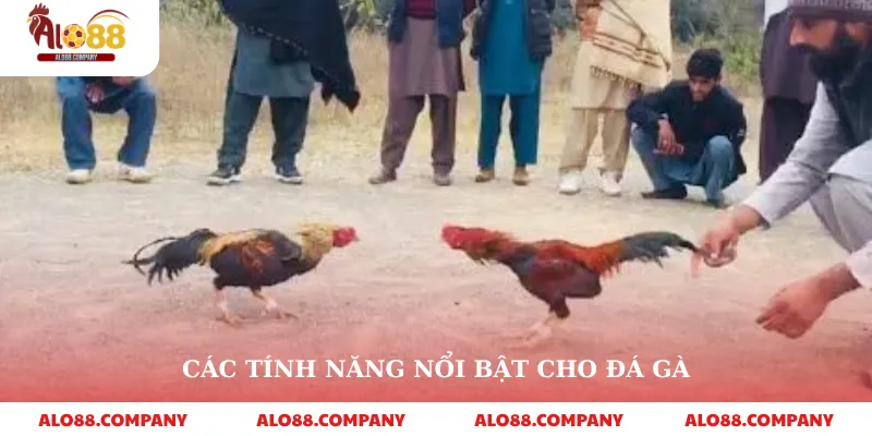 Đá Gà C1 – Sân Chơi Cá Cược Đỉnh Cao Trên Alo88 3 Các tính năng nổi bật cho đá gà