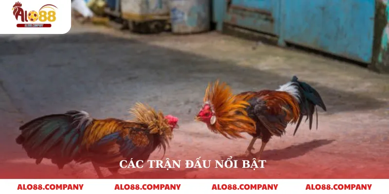 Trực Tiếp Đá Gà 67 – Thế Giới Đấu Gà Kịch Tính Trong Tầm Tay 3 Các trận đấu nổi bật