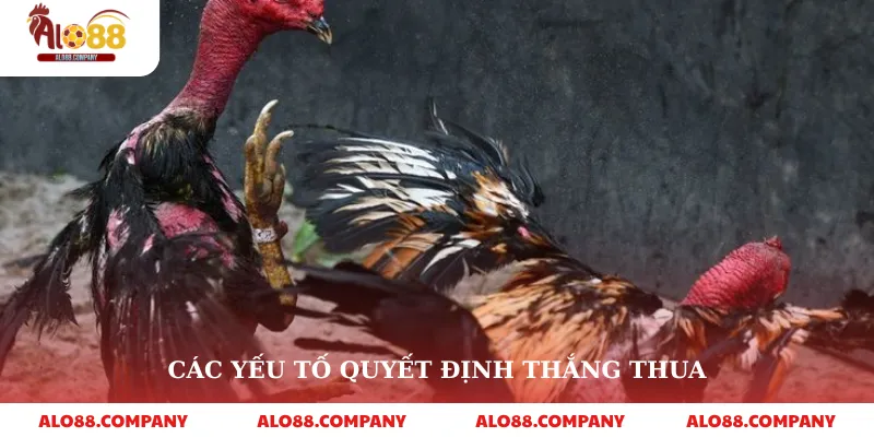 Đá Gà Cựa Sắt – Trải Nghiệm Cá Cược Kịch Tính Tại Alo88 4 Các yếu tố quyết định thắng thua