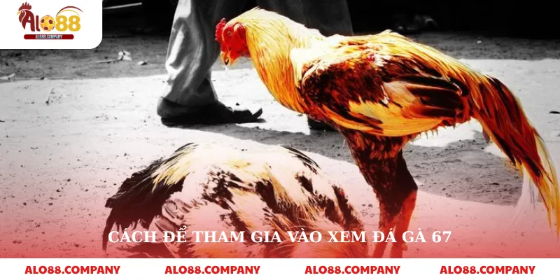 Trực Tiếp Đá Gà 67 – Thế Giới Đấu Gà Kịch Tính Trong Tầm Tay 4 Cách để tham gia vào xem đá gà 67