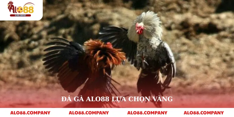 Đá gà alo88 lựa chọn vàng