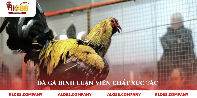 Đá Gà Bình Luận Viên – Trải Nghiệm Cá Cược Sống Động 2 Đá gà bình luận viên chất xúc tác