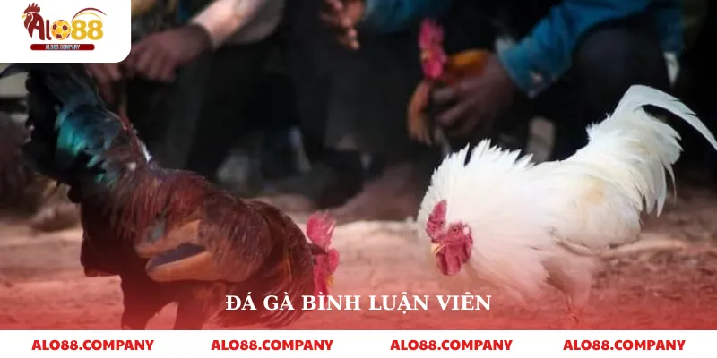 Đá Gà Bình Luận Viên – Trải Nghiệm Cá Cược Sống Động 8 Đá Gà Bình Luận Viên