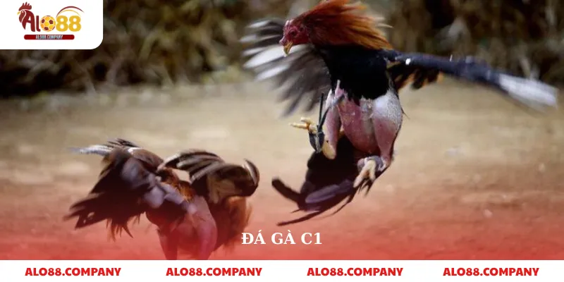 Đá Gà C1 – Sân Chơi Cá Cược Đỉnh Cao Trên Alo88 1 Đá Gà C1