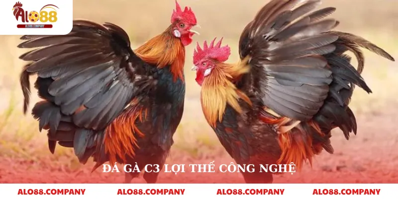 Đá Gà C3 – Trải Nghiệm Sân Chơi Đỉnh Cao Và Hấp Dẫn Trên Alo88 2 Đá gà c3 lợi thế công nghệ