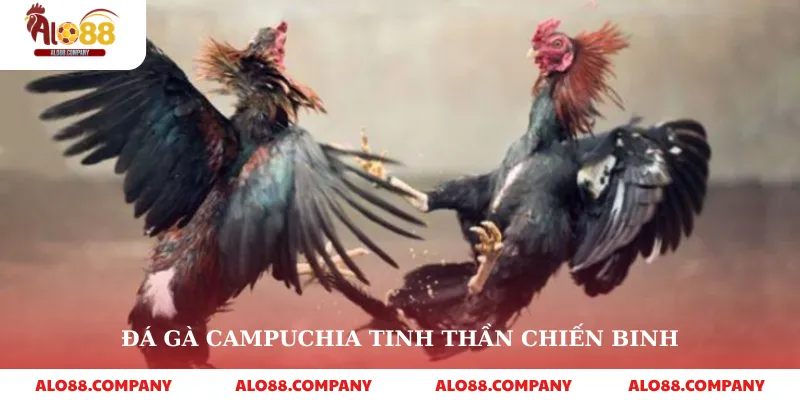 Đá Gà Campuchia – Trải Nghiệm Cá Cược Truyền Thống Hấp Dẫn 2 Đá gà campuchia tinh thần chiến binh