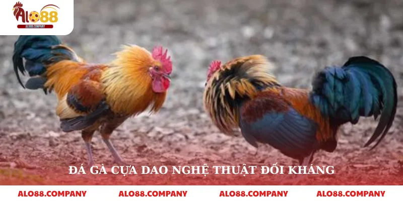 Đá Gà Cựa Dao – Trải Nghiệm Cá Cược Kịch Tính Tại Alo88 2 Đá gà cựa dao nghệ thuật đối kháng