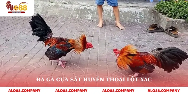 Đá Gà Cựa Sắt – Trải Nghiệm Cá Cược Kịch Tính Tại Alo88 2 Đá gà cựa sắt huyền thoại lột xác