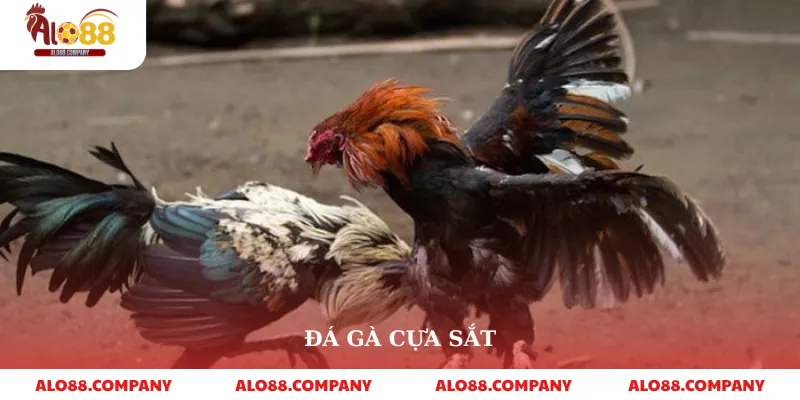 Đá Gà Cựa Sắt – Trải Nghiệm Cá Cược Kịch Tính Tại Alo88 6 Đá Gà Cựa Sắt