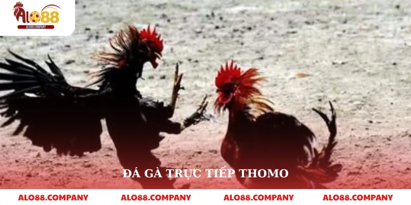 Đá Gà Trực Tiếp Thomo – Sàn Đấu Kịch Tính, Đẳng Cấp Ngay Trên Alo88 1 Đá Gà Trực Tiếp Thomo