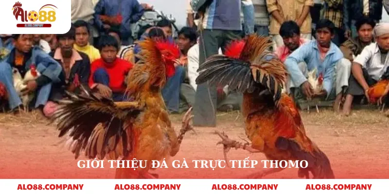 Đá Gà Trực Tiếp Thomo – Sàn Đấu Kịch Tính, Đẳng Cấp Ngay Trên Alo88 2 Giới thiệu đá gà trực tiếp thomo