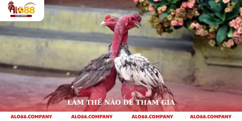 Đá Gà Trực Tiếp Thomo – Sàn Đấu Kịch Tính, Đẳng Cấp Ngay Trên Alo88 4 Làm thế nào để tham gia