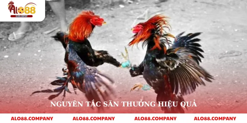 Đá Gà C1 – Sân Chơi Cá Cược Đỉnh Cao Trên Alo88 4 Nguyên tắc săn thưởng hiệu quả