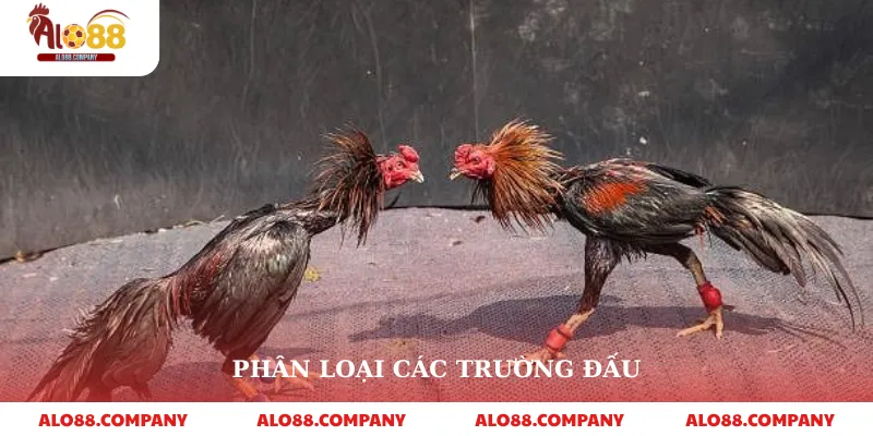 Đá Gà Cựa Sắt – Trải Nghiệm Cá Cược Kịch Tính Tại Alo88 3 Phân loại các trường đấu