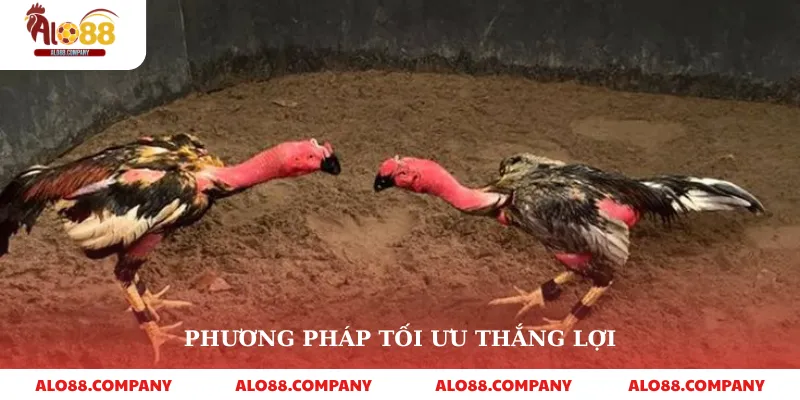 Đá Gà Bình Luận Viên – Trải Nghiệm Cá Cược Sống Động 3 Phương pháp tối ưu thắng lợi