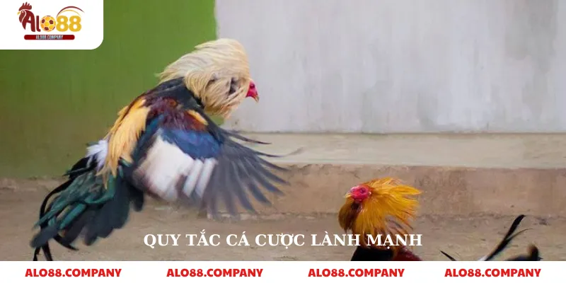 Sv388 Đá Gà – Nền Tảng Cá Cược Trực Tuyến Uy Tín 4 Quy tắc cá cược lành mạnh