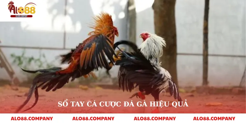 Đá Gà Campuchia – Trải Nghiệm Cá Cược Truyền Thống Hấp Dẫn 3 Sổ tay cá cược đá gà hiệu quả