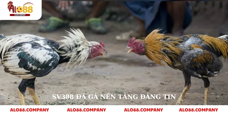 Sv388 Đá Gà – Nền Tảng Cá Cược Trực Tuyến Uy Tín 2 Sv388 đá gà nền tảng đáng tin
