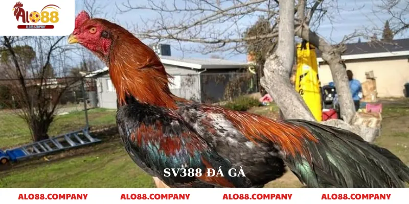 Sv388 Đá Gà – Nền Tảng Cá Cược Trực Tuyến Uy Tín 1 Sv388 Đá Gà