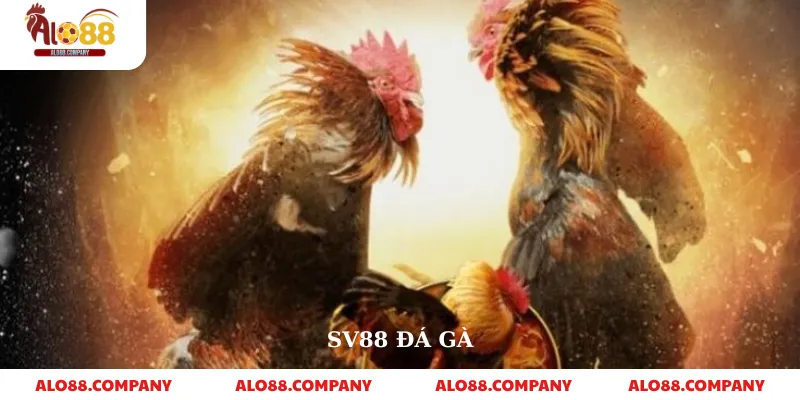Sv88 Đá Gà – Nền Tảng Cá Cược Trực Tuyến Uy Tín 1 Sv88 Đá Gầ