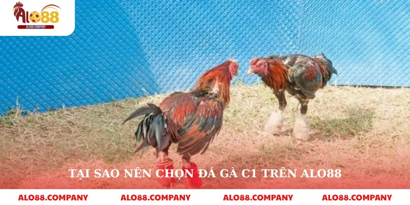 Đá Gà C1 – Sân Chơi Cá Cược Đỉnh Cao Trên Alo88 2 Tại sao nên chọn đá gà c1 trên alo88