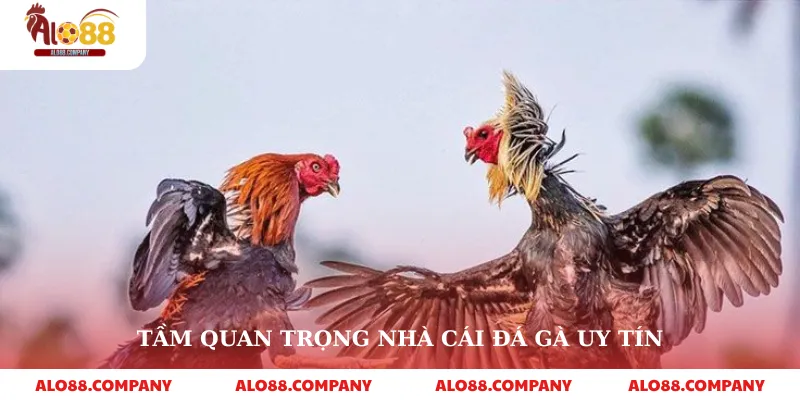 Tầm quan trọng nhà cái đá gà uy tín