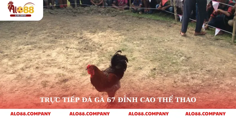 Trực Tiếp Đá Gà 67 – Thế Giới Đấu Gà Kịch Tính Trong Tầm Tay 2 Trực tiếp đá gà 67 đỉnh cao thể thao