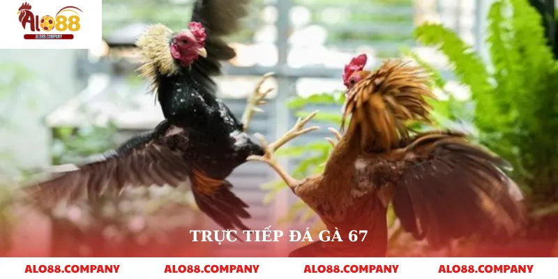 Trực Tiếp Đá Gà 67 – Thế Giới Đấu Gà Kịch Tính Trong Tầm Tay 2 Trực Tiếp Đá Gà 67